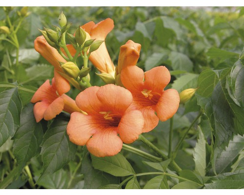 Trompetenblume Spalier FloraSelf Campsis tagliabuana 'Indian Summer' H ca. 80 cm Co 6 L