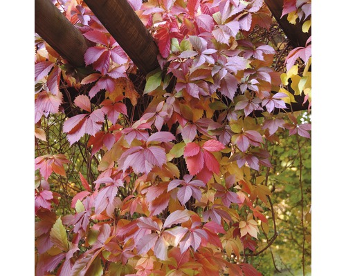 Herbstlicher Kletterwein an einer Holzpergola
