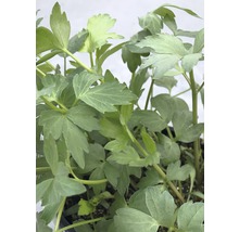 Liebstöckel, Maggikraut Levisticum officinale H 5-20 cm Co 0,5 L