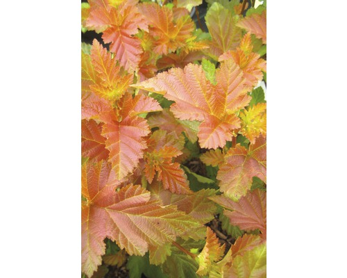 Blasenspiere FloraSelf Physocarpus opulifolius 'Amber Jubilee' Halbstamm 40 cm H 60-100 cm Co 6 L