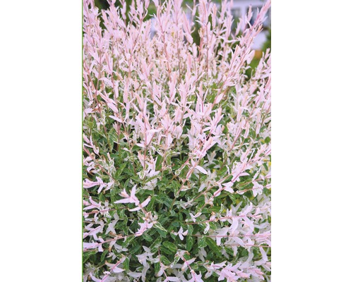 Weide FloraSelf Salix integra 'Flamingo' Halbstamm 100 cm H 150-175 cm Co 18 L Harlekinweide im Detailansicht