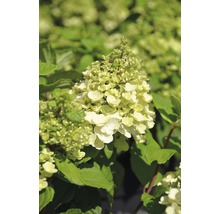 Rispenhortensie FloraSelf Hydrangea paniculata 'Magical Mont Blanc' H 80-100 cm Co 10 L