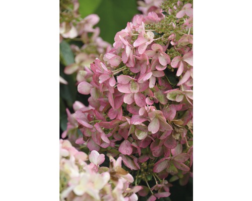 Rispenhortensie FloraSelf Hydrangea paniculata 'Wim´s Red' ®H 80-100 cm Co 10 L Nahaufnahme einer rosa Rispenhortensie