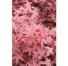 Fächerahorn FloraSelf Acer palmatum 'Beni-Maiko' H 80-100 cm Co 10 L-thumb-0