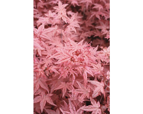 Fächerahorn FloraSelf Acer palmatum 'Beni-Maiko' H 80-100 cm Co 10 L-0