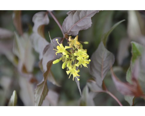 Amerikanische Weigelie FloraSelf Diervilla splendens 'Diva' H 30-50 cm Co 6 L Gelbe Blüten an einer Pflanze mit dunklen Blättern.