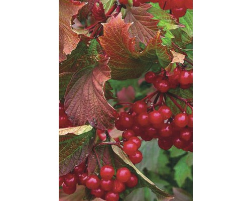 Schneeball FloraSelf Viburnum trilobum 'Bailey Compact'® H 100-125 cm Co 15 L Detailaufnahme eines Gewöhnlichen Schneeballs mit Blättern und roten Beeren
