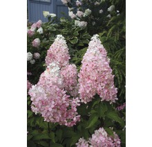 Rispenhortensie FloraSelf Hydrangea paniculata 'Pinky Winky' Halbstamm 125 cm H 150-175 cm Co 18 L