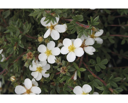 Fünffingerstrauch FloraSelf Potentilla fruticosa 'Abbotswood' H 30-40 cm Co 2,8 L Blühende Fingerstrauch Pflanze mit weißen Blüten