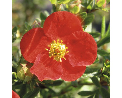 Fünffingerstrauch FloraSelf Potentilla fruticosa 'Red Ace' H 30-40 cm Co 2,8 L Rote Fingerstrauchblüte mit gelber Mitte