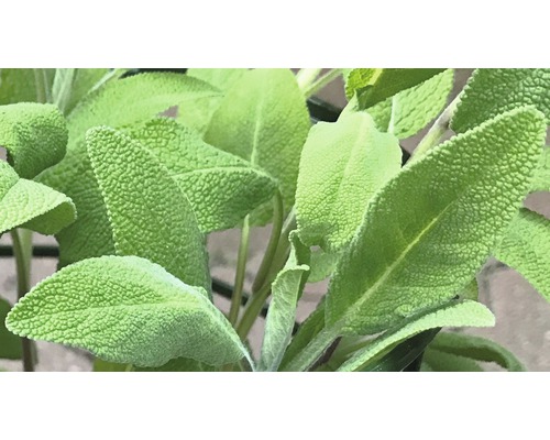 Echter Salbei, Küchensalbei, Heilsalbei Salvia officinalis H 5-20 cm Co 0,5 L Nahaufnahme von Salbeiblättern