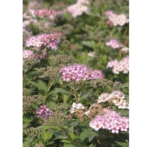 Spierstrauch FloraSelf Spiraea japonica 'Little Princess' H 30-40 cm Co 2,8 L