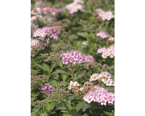 Spierstrauch FloraSelf Spiraea japonica 'Little Princess' H 30-40 cm Co 2,8 L Nahaufnahme von Spirea mit pinkfarbenen Blüten