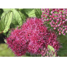 Nahaufnahme einer Spiraea-Blüte