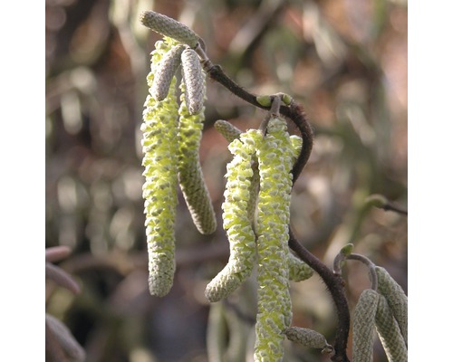 Korkenzieher-Hasel FloraSelf Corylus avellana 'Contorta' H 100-125 cm Co 15 L