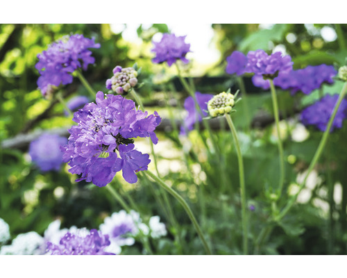 Skabiose, Tauben-Skabiose FloraSelf Scabiosa columbaria 'Butterfly Blue' H 5-20 cm Co 0,5 L