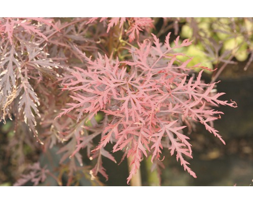 Fächerahorn FloraSelf Acer palmatum 'Inaba-Shidare' H 40-50 cm Co 4,5 L
