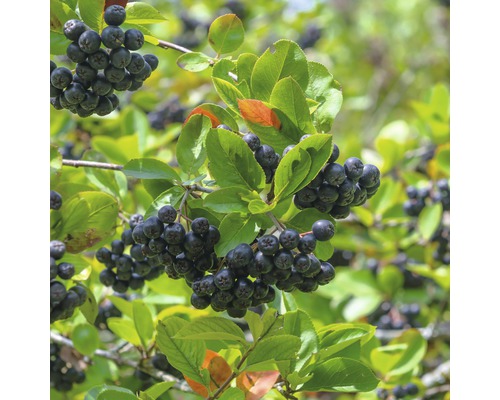 Aronia-Zweig mit reifen Beeren und grünen Blättern