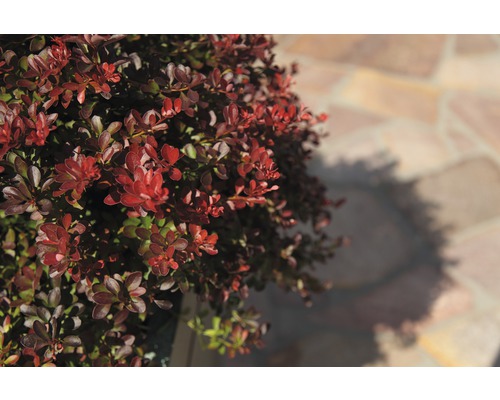 Berberitze FloraSelf Berberis thunbergii 'Atropurpurea Nana' H 30-40 cm Co 4,5 L