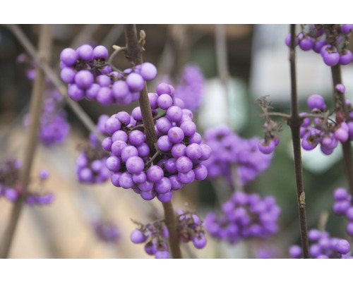 Liebesperlenstrauch FloraSelf Callicarpa bodinieri 'Profusion' H 50-60 cm Co 4,5 L Nahaufnahme von Schönfrucht mit violetten Beeren an Ästen.