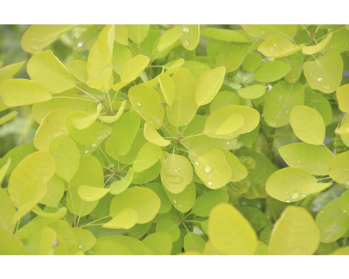 Perückenstrauch FloraSelf Cotinus coggygria 'Golden Lady' H 40-60 cm Co 4,5 L Nahaufnahme von Blättern einer Pflanze