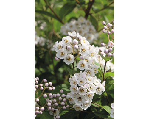kompakte Deutzie FloraSelf Deutzia compacta 'Lavender Time' H 30-40 cm Co 4,5 L Blüten der Deutzie im Detail