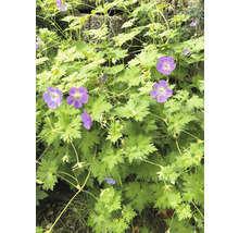 Storchschnabel FloraSelf Geranium wallichianum 'Rozanne' H 5-20 cm Co 0,5 L