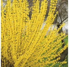 Goldglöckchen FloraSelf Forsythia intermedia 'Lynwood' H 40-60 cm Co 4,5 L