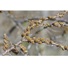 Zweig des Sanddorns mit Blütenknospen
