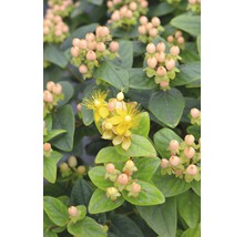 Johanniskraut Pflanze mit gelben Blüten und Beeren