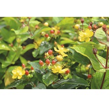Johanniskraut FloraSelf Hypericum inodorum 'Magical Lightning' H 40-60 cm Co 4,5 L