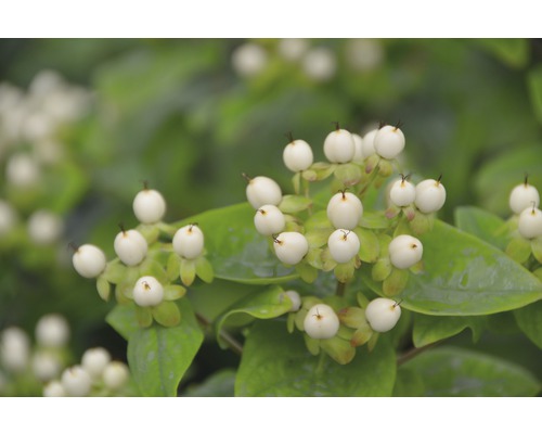 Johanniskraut FloraSelf Hypericum inodorum 'Magical White' H 40-60 cm Co 4,5 L Im Bild ist eine Hypericum-Pflanze mit weißen Beeren und grünen Blättern zu sehen.