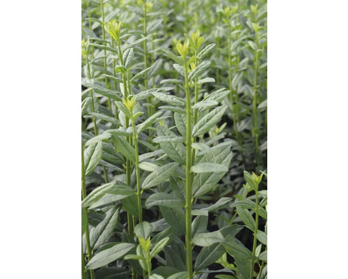 Säulen-Liguster FloraSelf Ligustrum vulgare 'Straight Talk' H 50-60 cm Co 4,5 L Detailaufnahme von Ligusterpflanzen im Garten