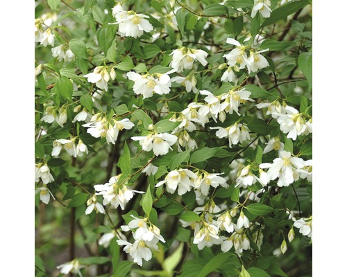 Gartenjasmin FloraSelf Philadelphus 'Lemoinei' H 60-80 cm Co 4,5 L