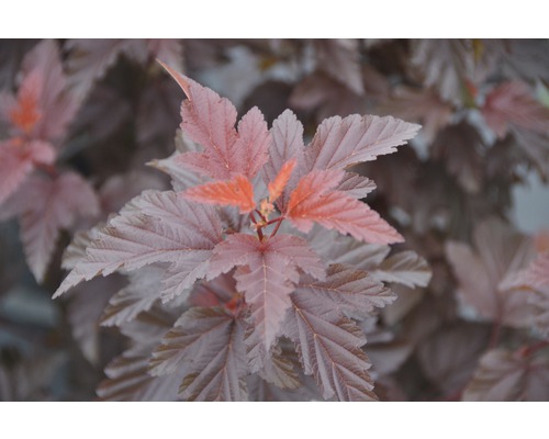 Blasenspiere FloraSelf Physocarpus opulifolius 'Little Angel' H 40-50 cm Co 4,5 L Nahaufnahme eines Rotblättrigen Blasenstrauchs mit mehrfarbigen Blättern.