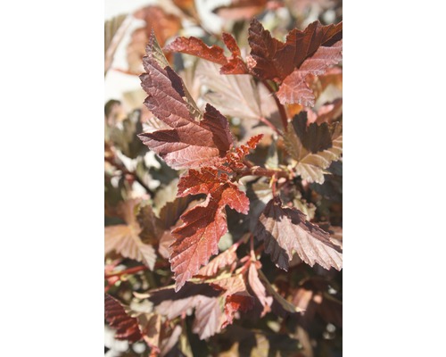 Blasenspiere FloraSelf Physocarpus opulifolius 'Petite Plum' H 50-60 cm Co 4,5 L Nahaufnahme von dunkellaubigem Blasenspiere-Strauch