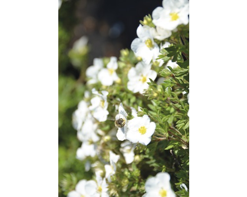 Fünffingerstrauch FloraSelf Potentilla fruticosa 'Bella Bianca' H 30-40 cm Co 4,5 L Blühende Strauch-Fingerkraut-Pflanze mit einer Biene auf einer der Blüten