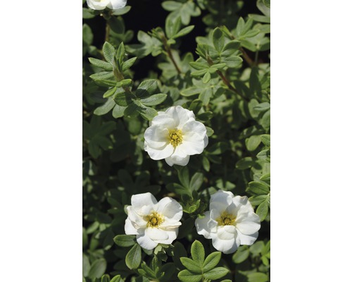 Fünffingerstrauch FloraSelf Potentilla fruticosa 'Creme Brulee' H 30-40 cm Co 4,5 L Weiße Fingerstrauchblüten und grüne Blätter