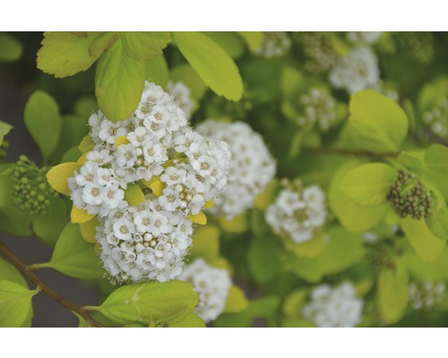 Gelblaubige Spiraea FloraSelf Spiraea betulifolia 'Torgold' H 25-30 cm Co 4,5 L