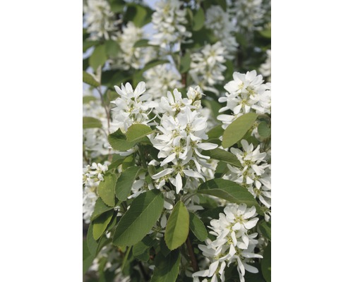 Blütenstände der Felsenbirne mit weißen Blüten und grünen Blättern