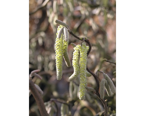 Korkenzieher-Hasel FloraSelf Corylus avellana 'Contorta' H 60-80 cm Co 6 L