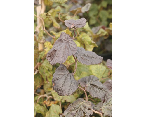 Korkenzieher-Hasel FloraSelf Corylus avellana 'Red Majestic' H 60-80 cm Co 6 L