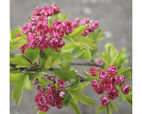 Echter Rotdorn FloraSelf Crataegus laevigata "Paul's Scarlet" H 80-100 cm Co 6 L Zweig des Rotdorns mit Blüten und Blättern