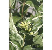 Amerikanische Weigelie FloraSelf Diervilla sessilifolia 'Cool Splash' H 30-40 cm Co 6 L-thumb-0