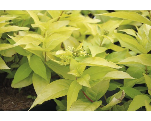 Amerikanische Weigelie FloraSelf Diervilla rivularis 'Honeybee' H 30-40 cm Co 6 L Goldgelber Spierstrauch mit Blättern und Blütenknospen