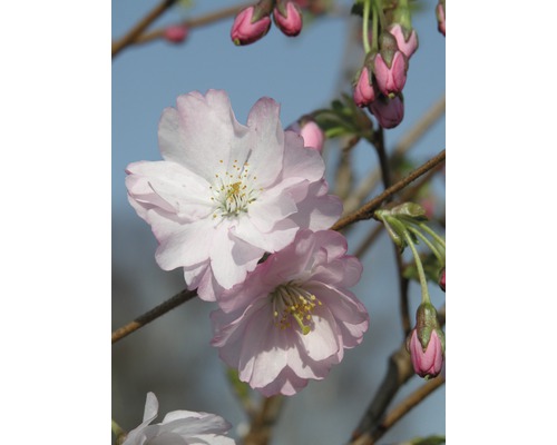 frühe Zierkirsche FloraSelf Prunus 'Accolade' H 80-100 cm Co 6 L