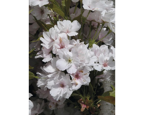 Säulen-Zierkirsche FloraSelf Prunus serrulata 'Amanogawa' H 60-100 cm Co 6 L