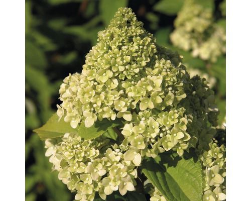 Rispenhortensie FloraSelf Hydrangea paniculata 'Kilimanjaro' H 50-60 cm Co 6 L Nahaufnahme einer Hortensienblüte