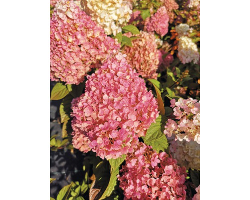 Rispenhortensie FloraSelf Hydrangea paniculata 'Pinky Winky' H 40-60 cm Co 6 L-0