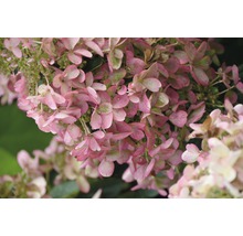 Nahaufnahme einer rosa Hortensienblüte